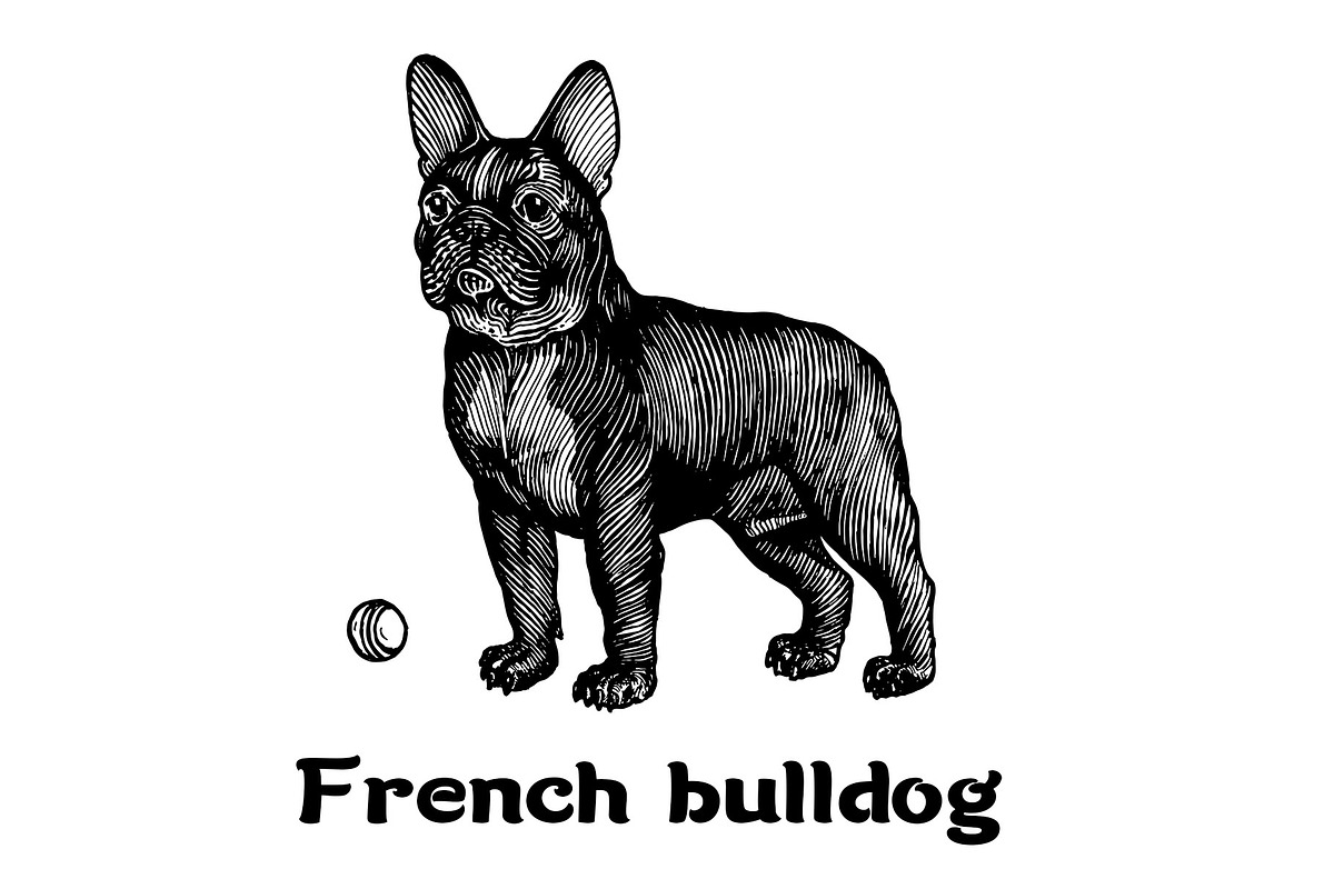 Dogs collection, part 1, an Animal Illustration by ZotovShop (Photo 5 of 9)