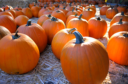 Pumpkins glowing in sunlight