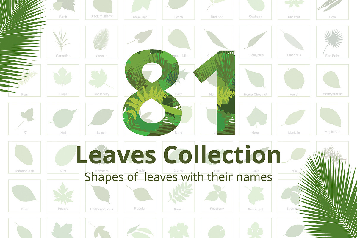 81 Leaves with their names, an Illustration by Nick Novell (Photo 1 of 6)