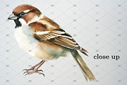 Watercolor Sparrow Clipart Set, an Animal Illustration by CropUp Creative (Thumbnail 4 of 5)