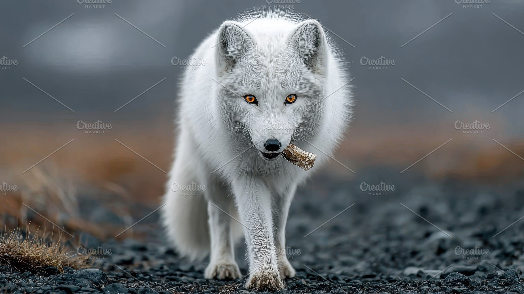 Arctic fox walking on rocks carrying, a Photo by Pixeness Studio