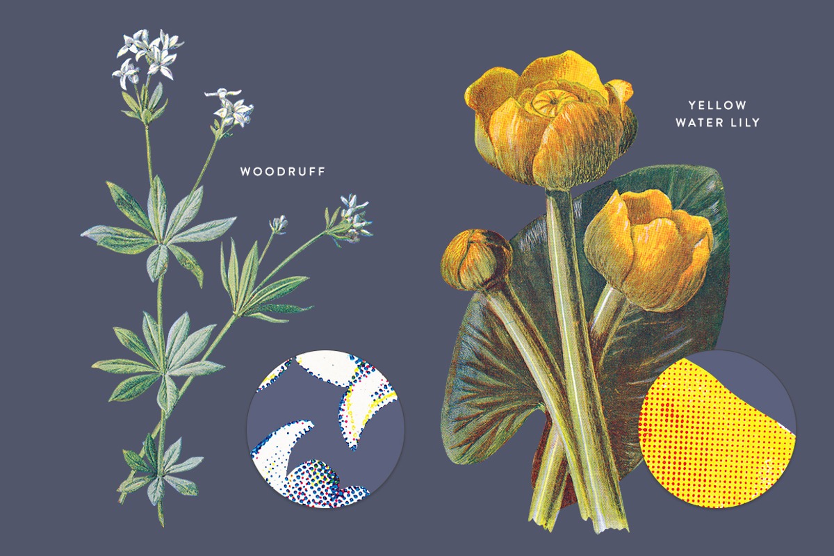 Vintage Flower Illustrations Bundle, an Illustration by Greta Ivy (Photo 54 of 62)