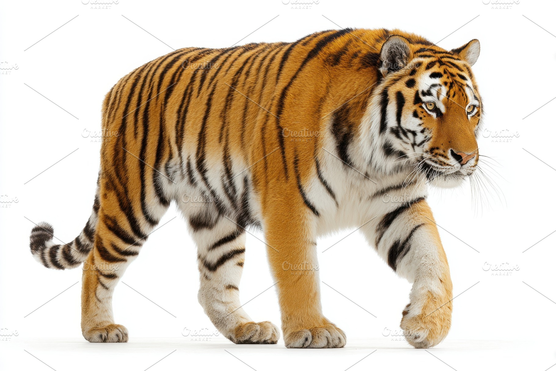 Majestic Tiger Walking on White Background, an Animal Photo by AlyaAnd