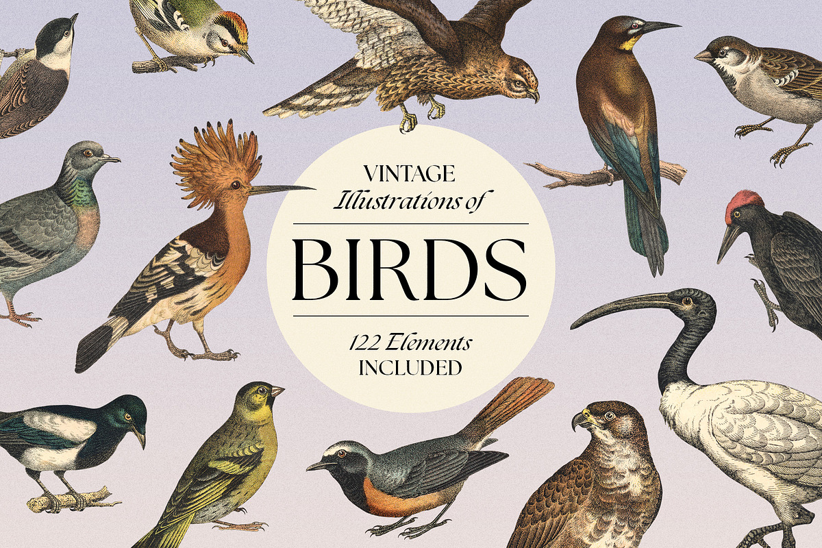 122 Vintage Illustrations of Birds, an Animal Illustration by Graphic Goods (Photo 1 of 14)
