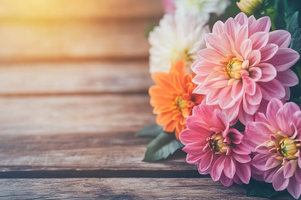 Vibrant display of pink, orange, and white dahlia flowers on a wooden surface, a Nature Photo by AlyaAnd