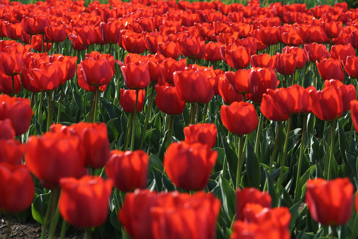 Vibrant Red Tulips in Full Bloom, a Nature Photo by Silent Nature (Photo 2 of 4)