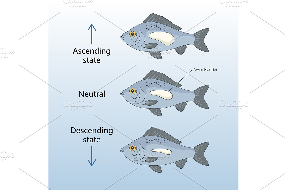 Fish buoyancy control via swim, an Animal Illustration by AlexArt