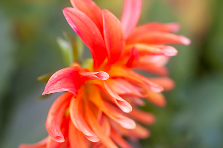 Coreopsis flowers preview 4
