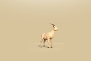 Low Poly Forest Animals Pack 1, an Animal 3D Model by Anton Moek (Thumbnail 10 of 12)