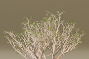 The Red Coral Tree, a Plants & Tree 3D Model by FuturePastCreatives (Thumbnail 5 of 8)