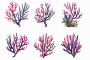 Watercolor Coral Clipart, an Illustration by Libby Wishes (Thumbnail 5 of 5)