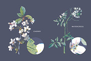 Vintage Flower Illustrations Bundle, an Illustration by Greta Ivy (Thumbnail 34 of 62)