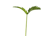 Celery, an Environmental 3D Model by AndrewWhite (Thumbnail 7 of 9)