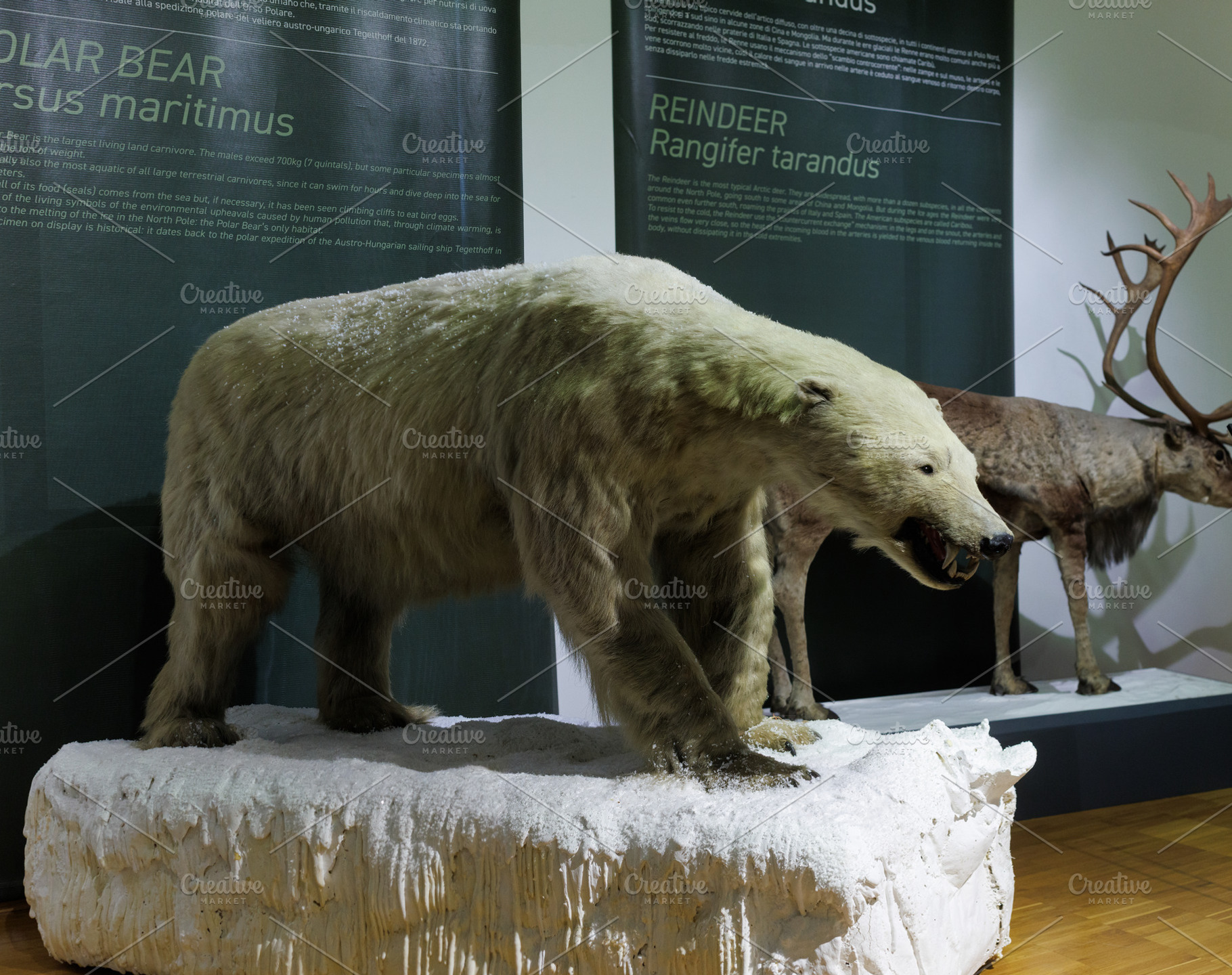 Ursus maritimus, Polar bear stuffed, a Photo by Bepslabor