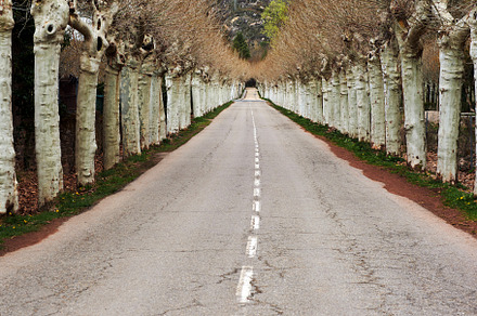 Tree-lined road in perspective