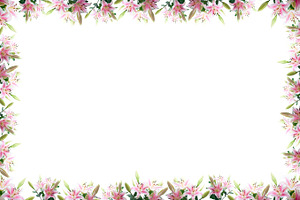 Lily flowers featuring flower, white, and lily