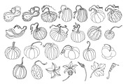 Pumpkins Stamp brushes, a Brush Add-On by ViktoriArt (Thumbnail 2 of 8)
