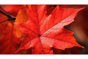 leaf foliage texture light close ai, a Nature Photo by pikepicture