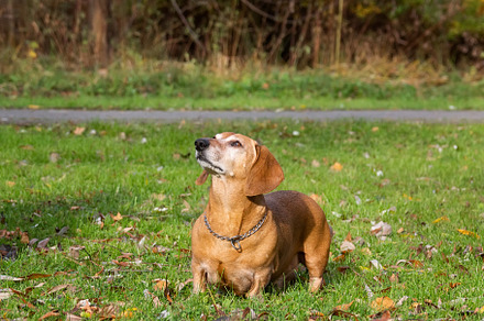 dog dachshund lying on the grass, an Animal Photo by AlexBush