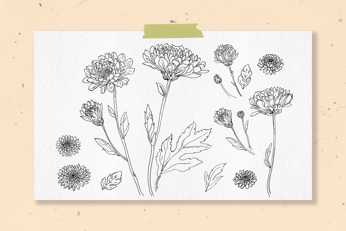 Flowers. Chrysanthemums, an Illustration by irina.vaneeva (Photo 3 of 8)