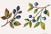 Autumn Leaves Watercolor Clipart PNG, a Seasonal Illustration by SandraGraphicDesign (Thumbnail 4 of 5)