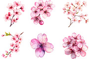 Watercolor Cherry Blossom Clipart, an Illustration by Designking (Thumbnail 2 of 5)