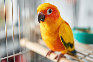 African Grey Parrot in Cage Close-Up, an Animal Photo by AlyaAnd