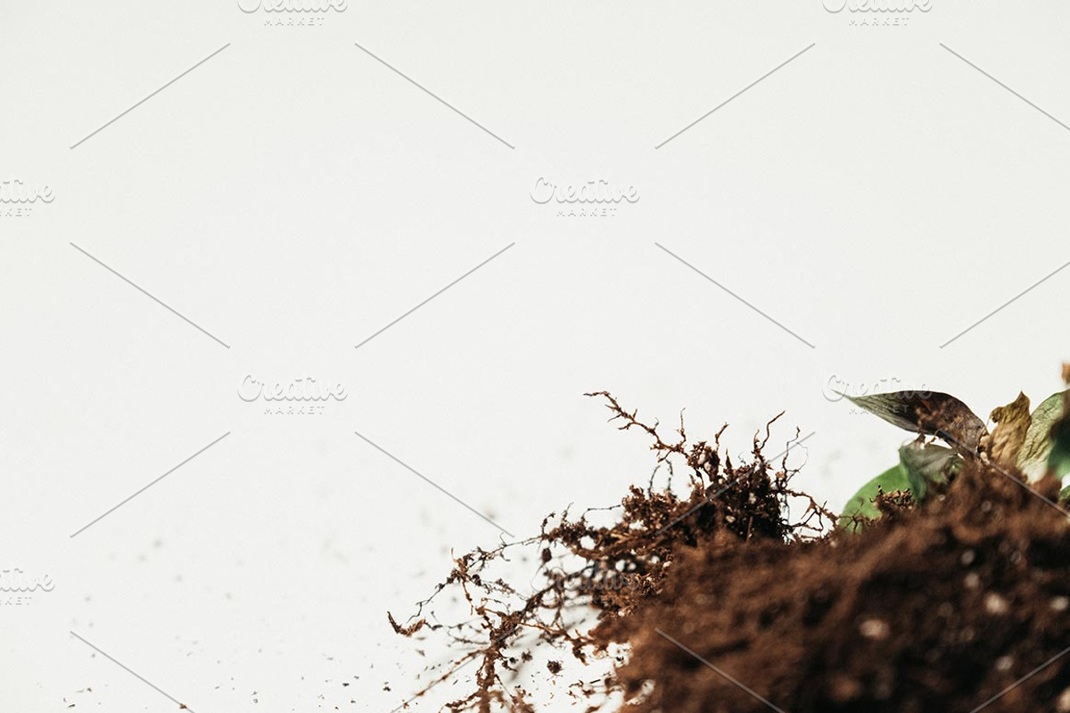 Plants & Roots Photo Pack, a Nature Photo by Matt Jones (Photo 4 of 5)