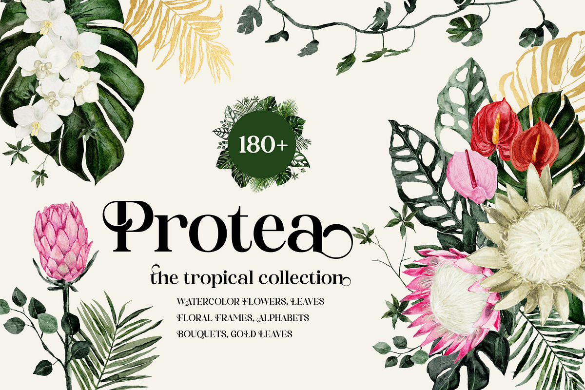 Protea - tropical collection, a Texture Illustration by Backyard Rose (Photo 1 of 22)