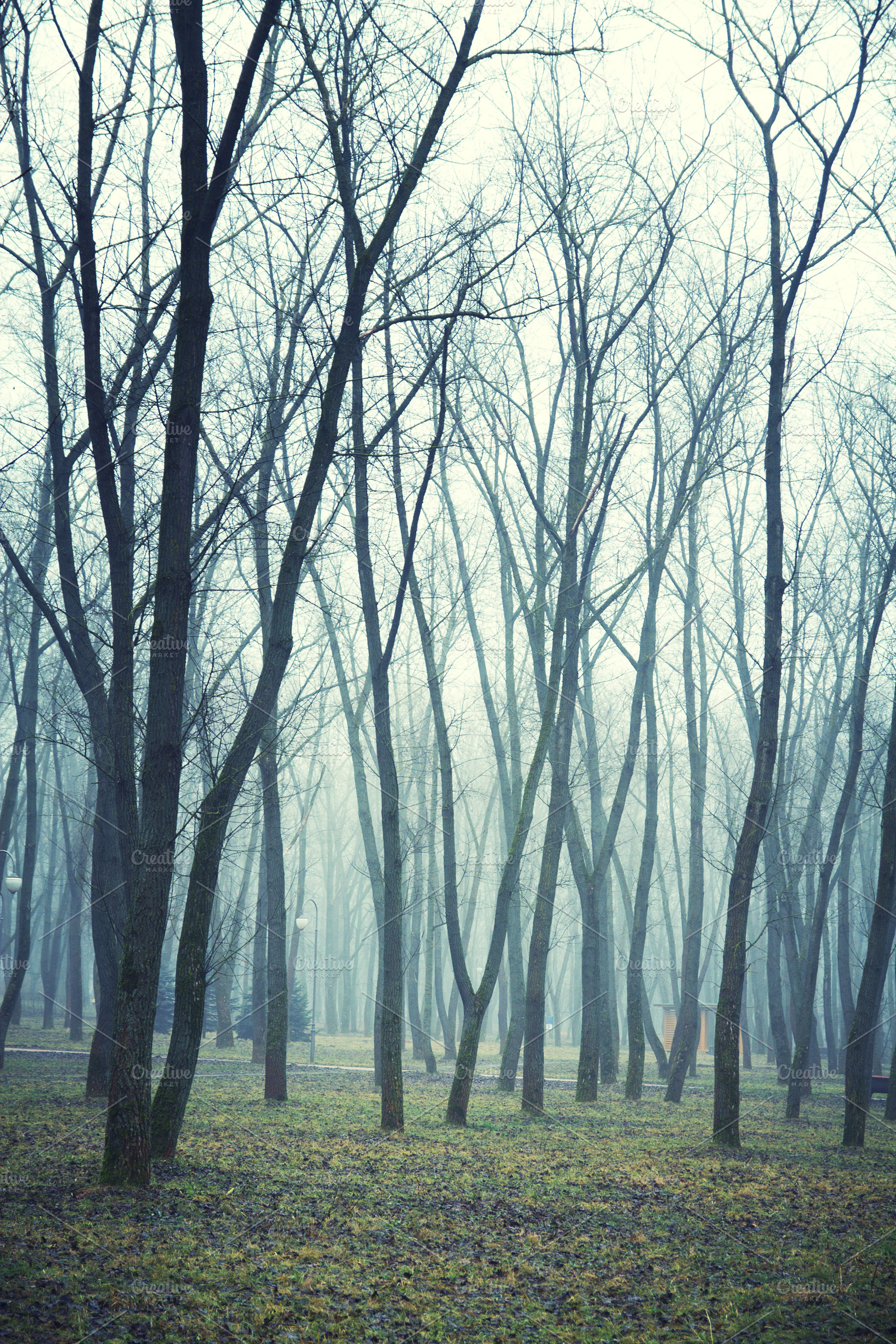 forest in winter morning, a Photo by Pictures for you!!!!!!!!!