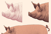 Design set Pig. Vector engraving, an Animal Illustration by Vector Engraving (Thumbnail 2 of 2)
