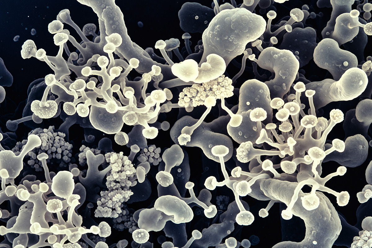 72 Microscopic Fungi Backgrounds, a Background Graphic by h.utomo (Photo 8 of 72)