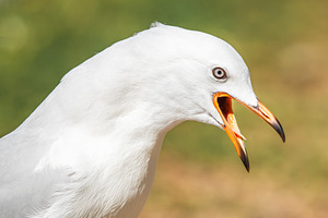 Silver Gull