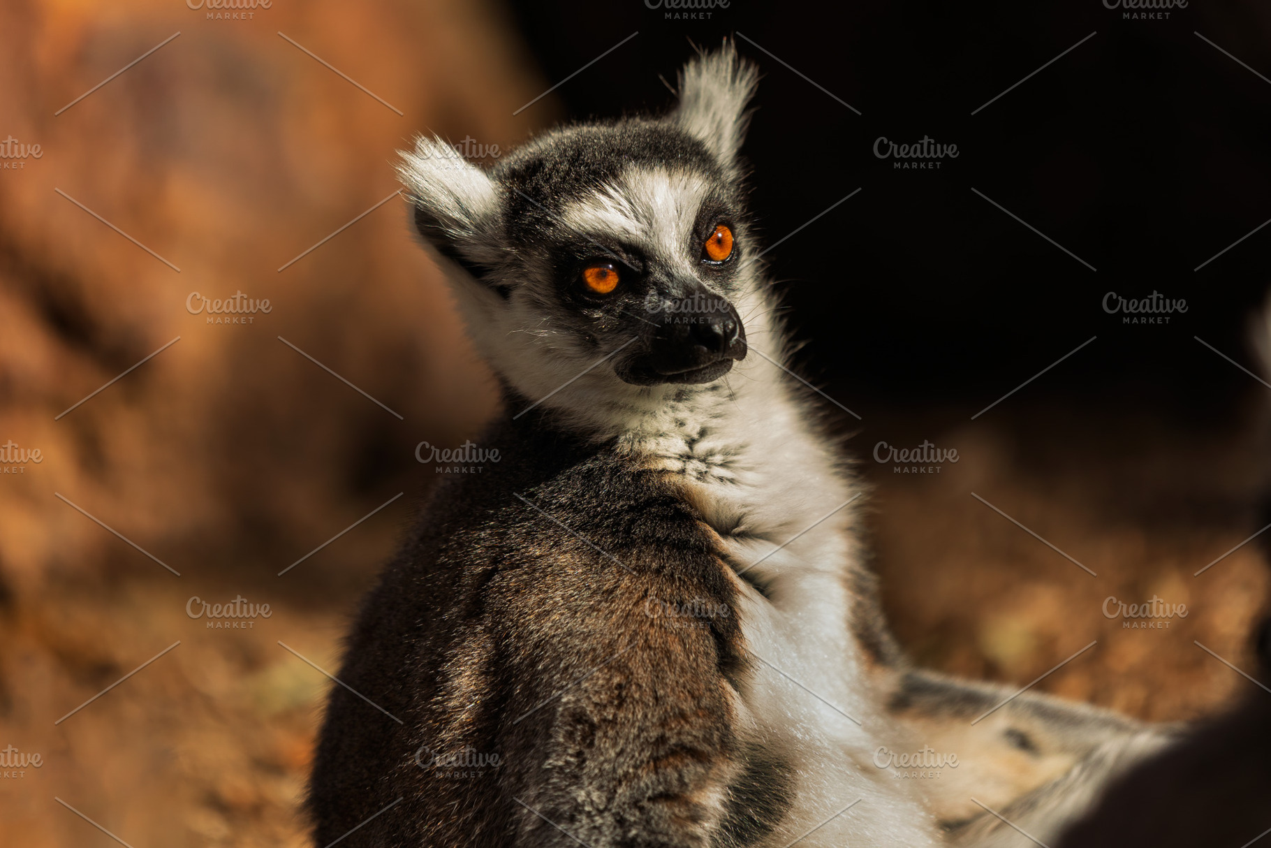 Ring-tailed lemur with a penetrating, an Animal Photo by Perpis