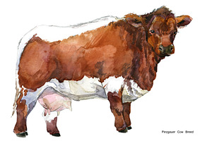 Cow Breeds. Cattle Watercolor Set