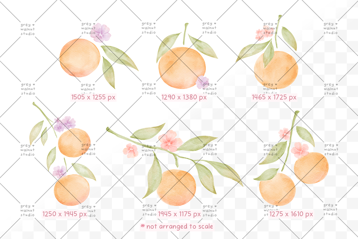 Clementine Clipart, a Decorative Illustration by greywalnutstudio (Photo 3 of 4)
