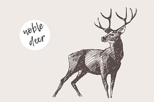 Illustration Of A Deer