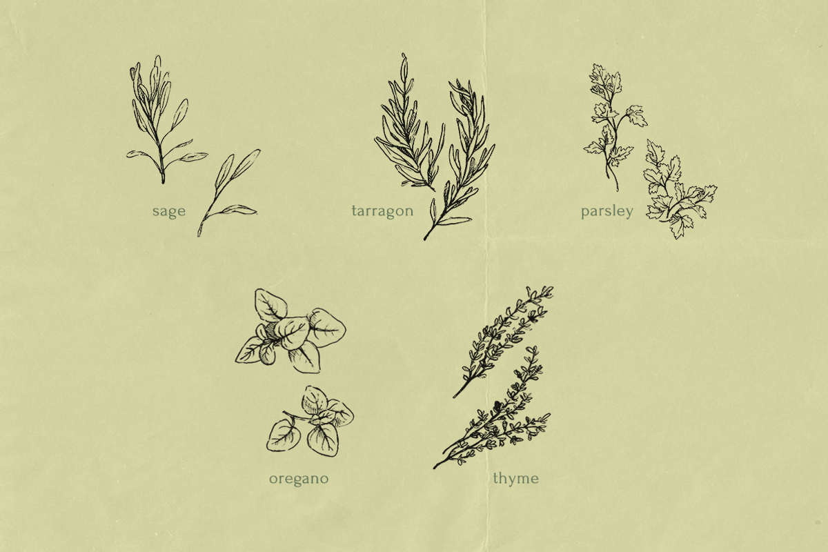 Pencil Drawing Culinary Herbs, an Illustration by elpple (Photo 3 of 6)