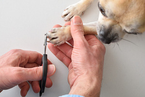 Veterinarian Clipping Dog Nails Close-Up
