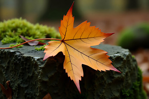 Autumn maple leaf rests on mossy tre, a Background Photo by Artonix