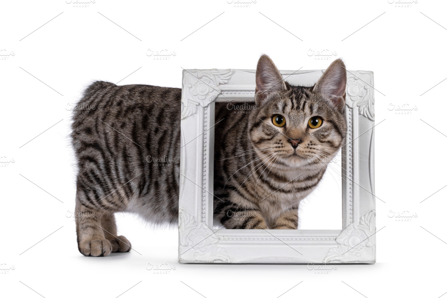Kurilian Bobtail cat on white, an Animal Photo by Cat'chy Images by Nynke