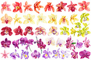 Orchid flowers watercolor, a Decorative Illustration by Hanna Hryharenka (Thumbnail 2 of 9)