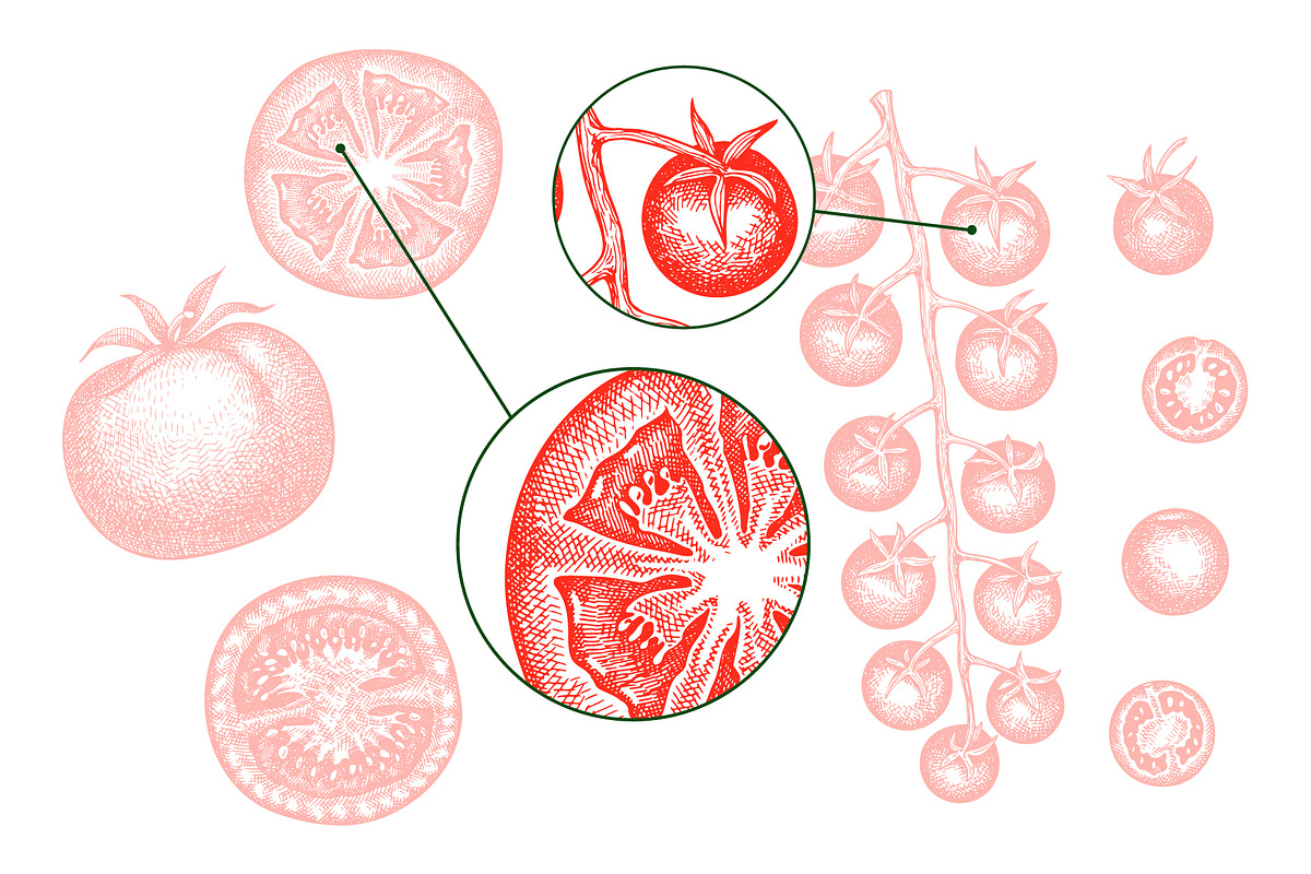 Tomato Farm Vector Collection, a Food Illustration by Lubov Illustrations Shop (Photo 7 of 13)
