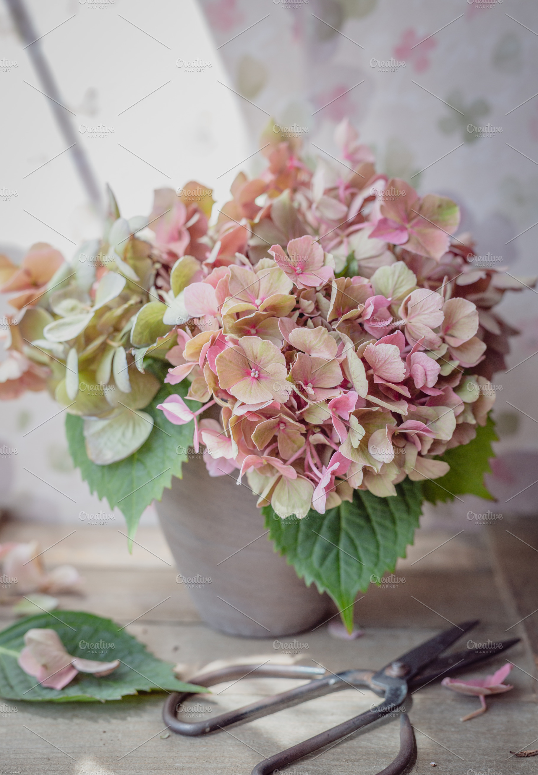 Pale pink Hydrangea, an Arts & Entertainment Photo by Tina Thelen Photography