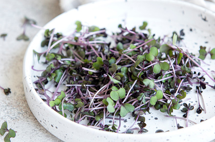 Micro greens. Sprouted Radish Seeds., a Food & Drink Photo by Olena Rudo