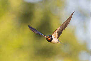 Stunning Barn Swallow in Mid-Air, a Nature Photo by Pakosta