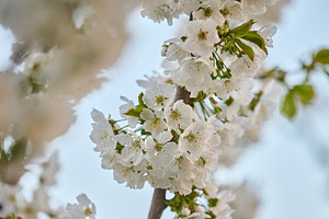 A branch of cherry blossoms with lush white inflorescences and y, a Nature Photo by ndanko