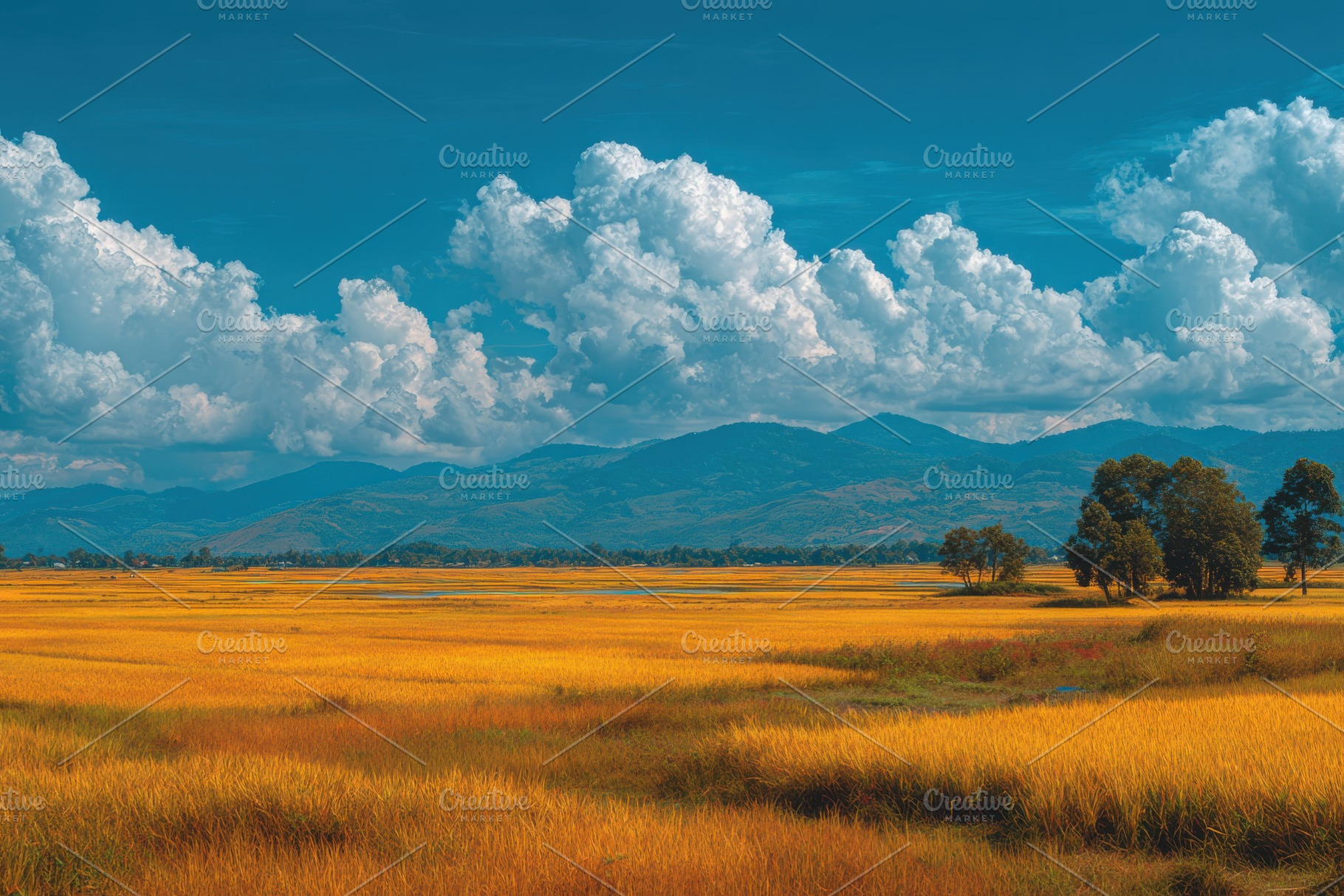 Golden rice fields under a vibrant s, a Photo by Pixeness Studio