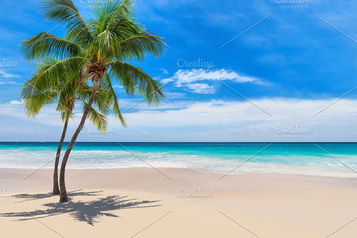 Palm trees on tropical beach featuring beach, palm, and sea, a Nature Photo by Lucky Photographer (Photo 1 of 3)
