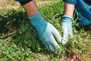 man removes weeds by hand in a field, banner, a Photo by Nito